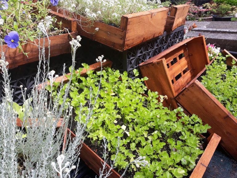 Huerto Pozuelo fase 1