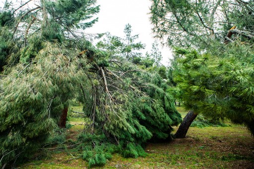 Pozuelo pone en marcha un estudio técnico del arbolado municipal afectado