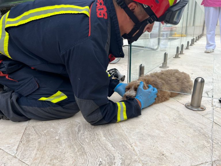 cachorro de cuatro meses