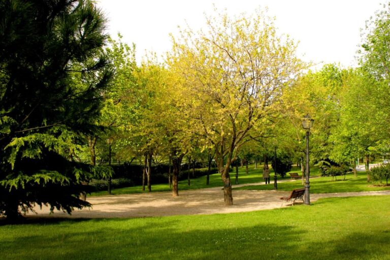 Pozuelo de Alarcón, una de las ciudades con mejor arbolado urbano del mundo